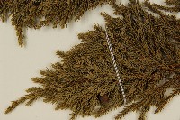 香青藏品圖，第4張