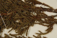 香青藏品圖，第5張