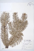 杉木藏品圖，第1張