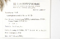 杉木藏品圖，第2張