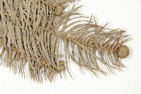 杉木藏品圖，第3張