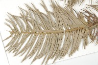 杉木藏品圖，第4張