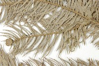 杉木藏品圖，第5張