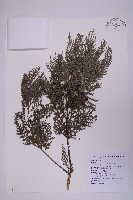 紅檜藏品圖，第1張