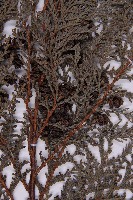 紅檜藏品圖，第3張