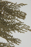 紅檜藏品圖，第4張