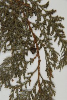 紅檜藏品圖，第5張