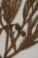 柳杉藏品圖，第3張