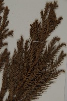 柳杉藏品圖，第4張