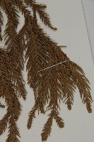 柳杉藏品圖，第5張