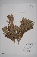 蘭嶼羅漢松藏品圖，第4張