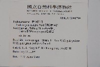 蘭嶼羅漢松藏品圖，第5張