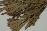 蘭嶼羅漢松藏品圖，第6張