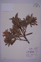 蘭嶼羅漢松藏品圖，第1張