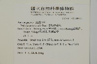 蘭嶼羅漢松藏品圖，第2張