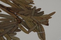 蘭嶼羅漢松藏品圖，第4張