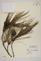 琉球松藏品圖，第1張