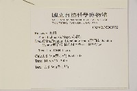 琉球松藏品圖，第2張