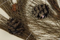 琉球松藏品圖，第3張