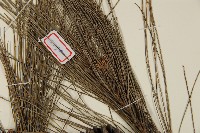 琉球松藏品圖，第4張