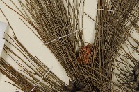 琉球松藏品圖，第5張