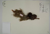 黑松藏品圖，第1張