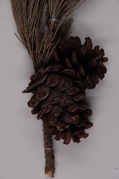 黑松藏品圖，第3張