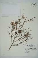 臺灣鐵杉藏品圖，第1張