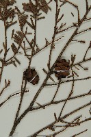 臺灣鐵杉藏品圖，第3張