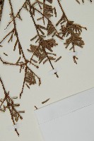 臺灣鐵杉藏品圖，第4張