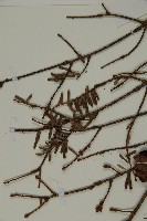 臺灣鐵杉藏品圖，第5張