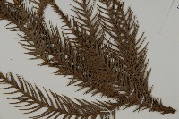 柳杉藏品圖，第4張