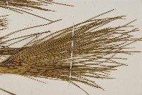 臺灣二葉松藏品圖，第4張