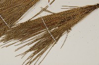 臺灣二葉松藏品圖，第5張