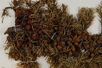 刺柏藏品圖，第3張