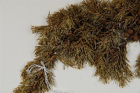 刺柏藏品圖，第4張