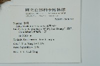 臺灣冷杉藏品圖，第2張