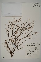 臺灣鐵杉藏品圖，第1張