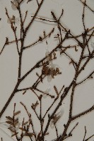 臺灣鐵杉藏品圖，第3張