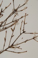 臺灣鐵杉藏品圖，第4張