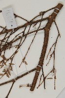 臺灣鐵杉藏品圖，第5張