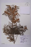 臺灣粗榧、台灣三尖杉藏品圖，第1張