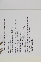 臺灣粗榧、台灣三尖杉藏品圖，第2張