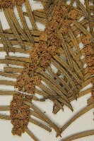 臺灣粗榧、台灣三尖杉藏品圖，第3張