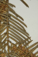 臺灣粗榧、台灣三尖杉藏品圖，第4張