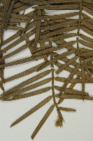 臺灣粗榧、台灣三尖杉藏品圖，第5張