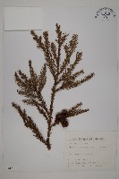 柳杉藏品圖，第1張