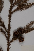 柳杉藏品圖，第3張