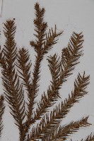 柳杉藏品圖，第4張