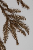 柳杉藏品圖，第5張